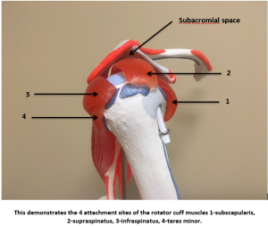 2016-04APR08_TRO_Rotator Cuff Tear 1 - Three Rivers Orthopedics