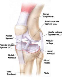 knee-anatomy - Three Rivers Orthopedics